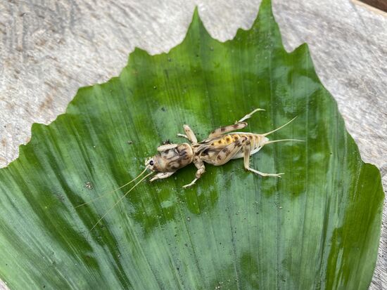So sieht der aus: wie ein länglicher Krebs oder Krabbe , mit anscheinend scharfen Zähnen- der würde sich ja auch durch die Plane des Zeltes beißen
Nach denen hat Delfin also gestern gegraben, nicht nach Würmern, wie ich dachte
