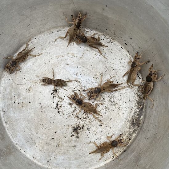 Er gräbt weiter, an verschiedenen Stellen und hat bald eine Menge zusammen.
Ich versuche es auch, aber zum einen verschwinden sie schnell wieder im Sand, sobald sie ans Tageslicht kommen-zum anderen bringe ich es nicht fertig sie anzufassen und herauszuziehen