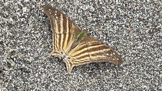 Den erwischen wir auf einer Insel, auf der wir zur Mittagszeit stoppen