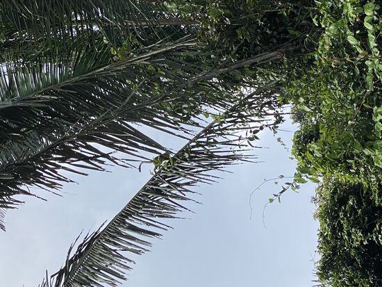 Wir sehen Piti-Affen, Clownsaffen und Flying monkeys—alle leider weit oben in den Bäumen.