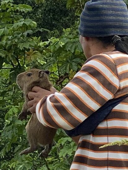Das sind „Capibara“ sehen aus wie eine Mischung aus Meerschwein, Nutria, Bisamratte-jebenfalls total süß
