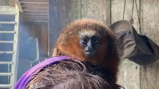 Seine Mutter kam ums Leben und so wurde er mit nach Hause genommen. Er läuft frei rum (wenn er nicht gerade auf jemanden Kopf sitzt) und schläft auch bei den Kindern im oberen Bereich des Hauses. Einige Kinder schlafen wohl auch bei Amanda—z.B. ein Kind ihrer Tochter, die noch in Puyo studiert