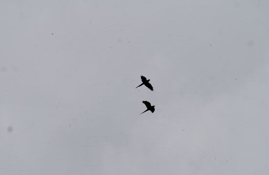 Über unseren Köpfen fliegen viele „Parrots“- das sind die kleinen Blaukopfpapageien und auch große Papageien. Wir erkennen das knallige gelb und blau—aber leider setzen sie sich nie , sodass wir gute Fotos machen können