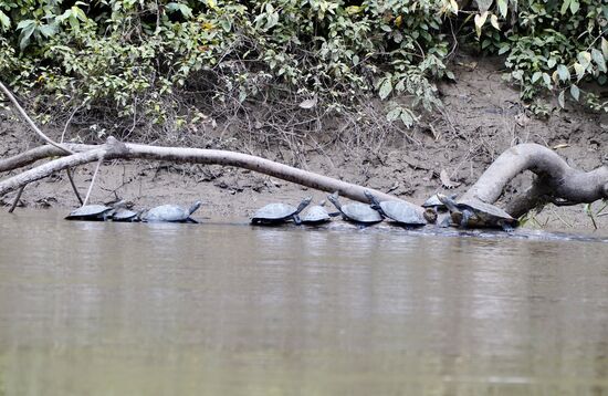 Auch unzählige Schildkröten sehen wir am Ufer—sie sind nicht besonders schön