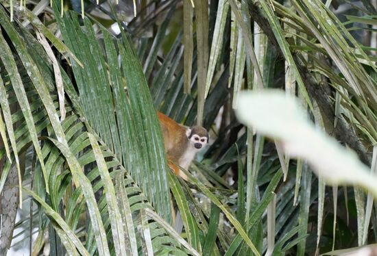 Clownsaffen—wie die meisten Tiere hier auch sehr scheu