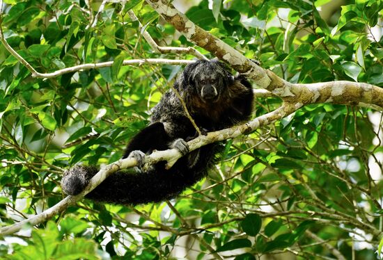 Das ist wohl auch ein Affe—sieht aus wie ein Bärchen—