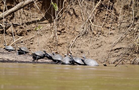 Sie sonnen sich in den Regenpausen