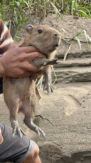 Schaut euch die Füßchen an—mit denen können sie auch hervorragend schwimmen