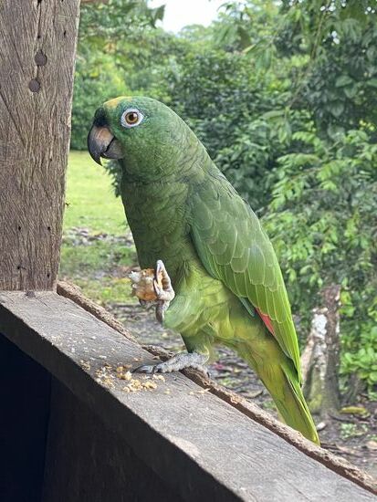 Haustiere, die auch mit frühstücken—sie fliegen frei im Haus und draußen herum