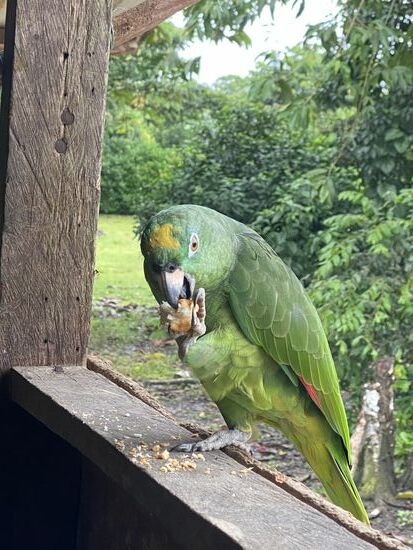 Auch sie mögen die mitgebrachten Brötchen