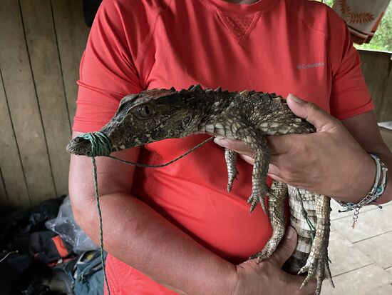 Weil er noch zu klein ist, landet er nicht im Topf—aber normalerweise werden auch Kaimane gegessen.
Vielleicht habe ich ihm den frühen Tod auch erspart. Mit meinen Begeisterungsrufen, wie süß der ist…