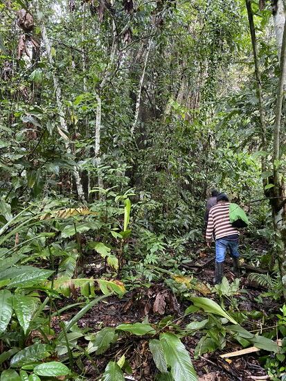 Wir stoppen nach etwa einer Stunde strammer Fahrt und gehen in den Dschungel