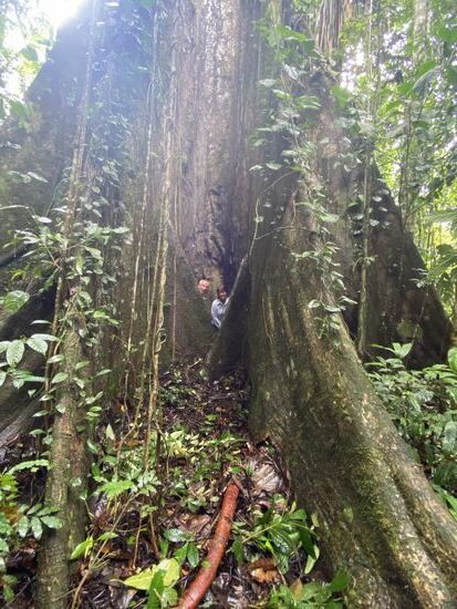 Hier soll es eine Lagune geben, in der wir Piranhas angeln wollen-aber erstmal zeigen sie uns diesen 1000-jährigen Baum