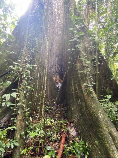 Wie winzig wir in diesem riesigen Baum erscheinen