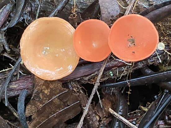 Pilze, die wie Cocktailbecher aussehen