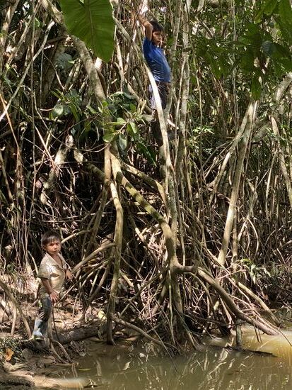 Und turnen auf den Bäumen und Wurzeln rum…