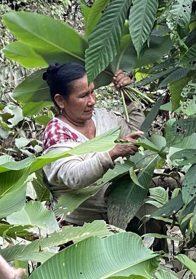 Amanda macht sich wieder gleich ans Werk, nachdem auch sie einige Sachen hinaufgeschleppt hat—in diese Bananenblätter wird sie die Fische packen und aufs Feuer legen