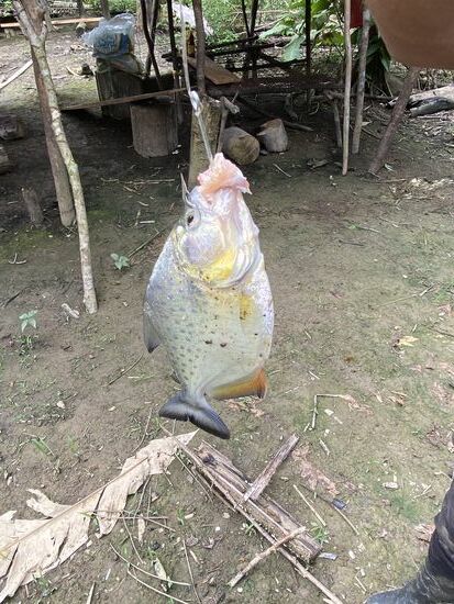So sieht er aus—ich darf ihn nicht anfassen—Leider bleibt es bei dieser mageren Ausbeute—der Köder ist nicht blutig genug