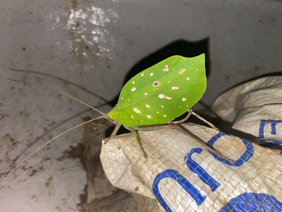 Ein interessantes Tier hat sich auf unser Boot gesetzt
