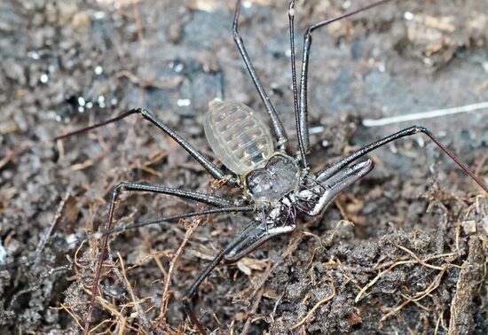 Eine große Glasspinne….