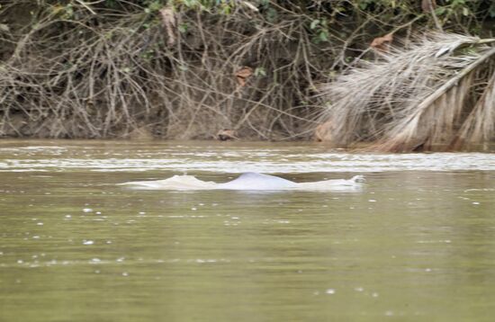 Wir sehen auch ein paar der Linken Delfine—aber nur sehr, sehr weit weg und sie springen und tauchen schnell wieder weg. Natürlich sind sie auch nicht pink—aber wesentlich heller als die üblichen, die wir sonst schon gesehen haben