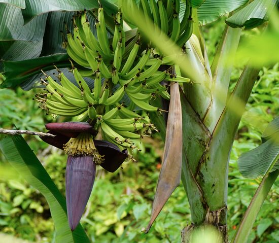 Eine wunderschöne, blühende Bananenstaude…