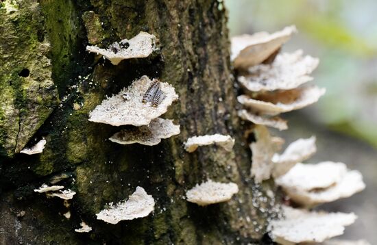 Maden oder Raupen auf den Pilzen—Pilze auf Bäume—-