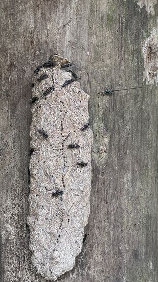 Erstmal muß dieses Wespennest entfernt werden. Das erledigt Amanda mit Feuer