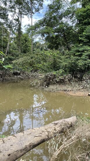 Hier ist wieder eine Lagune. Hier wird geduscht und auch Wasser zum kochen genommen. 
Das mit dem duschen hier haben wir auch einmal probiert, aber schnell sein gelassen, da wir uns auf dem schrägen Hang in dem Matsch nicht halten konnten
Hier sind schließlich auch Piranhas!