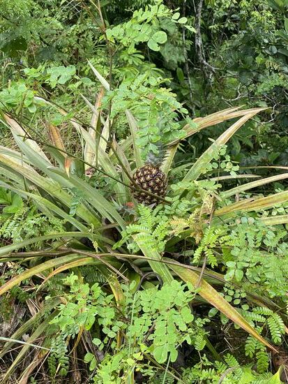 Da wächst eine Ananas