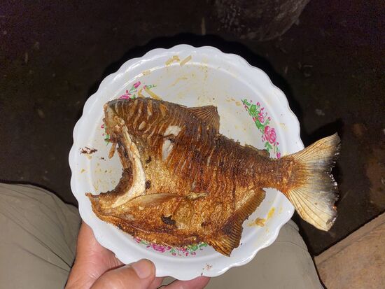 Die Piranhas werden frittiert und schmecken köstlich!!