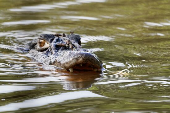 Herrmann hat einige Piranhas auf einen Stock gespießt und wirft sie dem Kaiman zu—hier sieht man seine Zähne