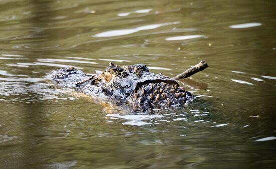 Mit seiner Beute schwimmt er zurück