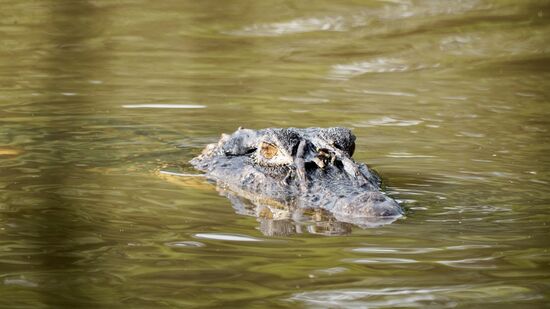 Später kommt er noch mal zurück—bleibt uns aber fern, er bleibt schön im Wasser