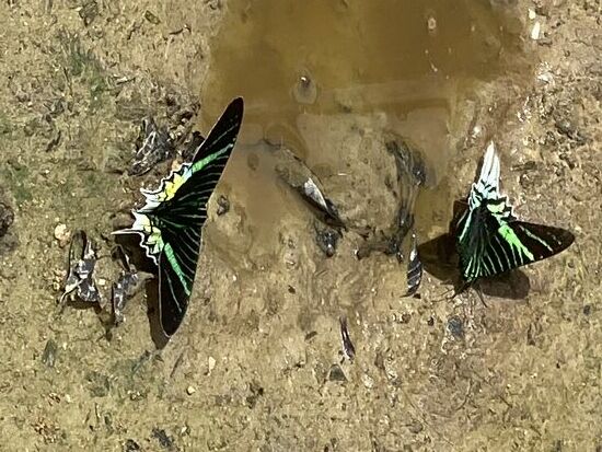 Draußen sieht man wieder hübsche Schmetterlinge