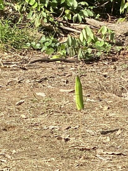 Tatsächlich trifft Thomas 4x und ich 2x die aufgesteckte Banane!