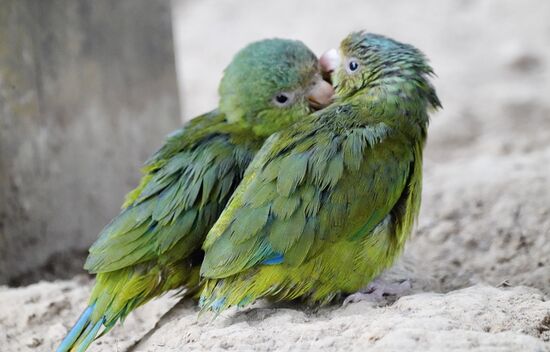 Und dann kraulen sie sich gegenseitig