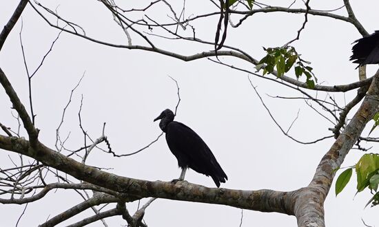 Merkwürdige Vögel vor dem Haus
