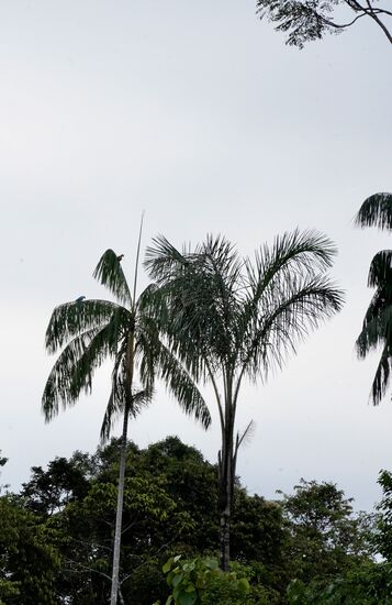 Da! Endlich sehen wir oben im Baum große bunte Papageien