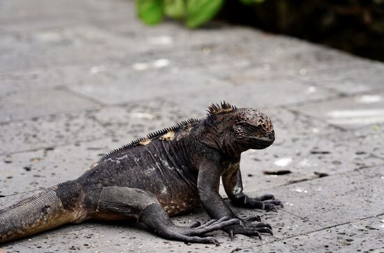 Der schaut etwas grimmig…