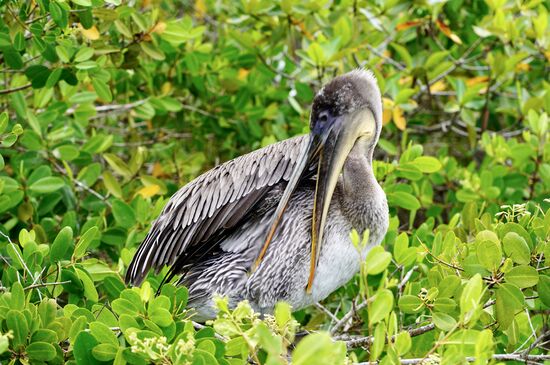 Er putzt sich ganz ausgiebig sein Gefieder