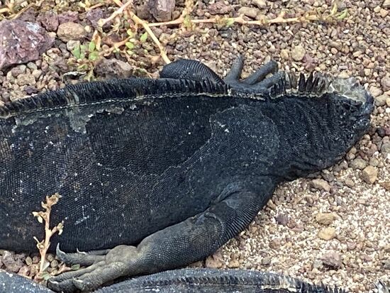 Der ist doch mega-entspannt