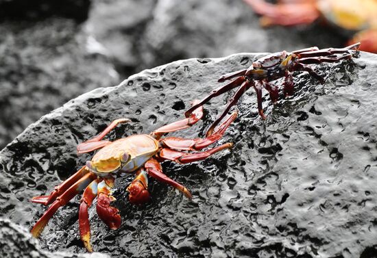 Und diese wunderschönen farbenfrohen Krebse!!