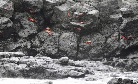 Hunderte an den Felsen….