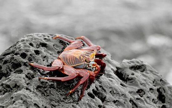 Wunderschön mit großen Glubschaugen…