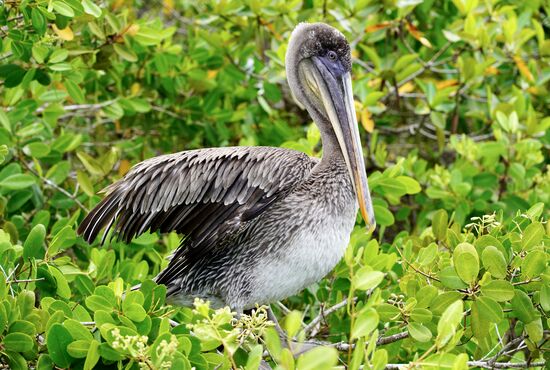 Pelikane überall…