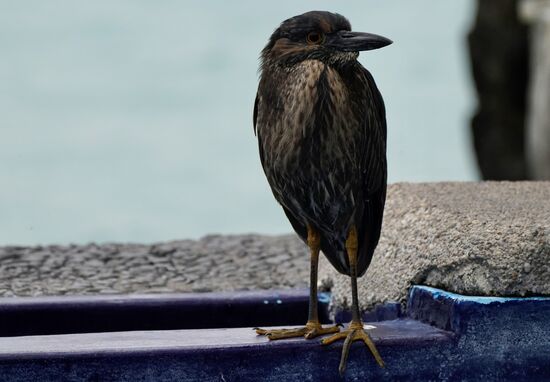 Der sitzt bei uns am Pool