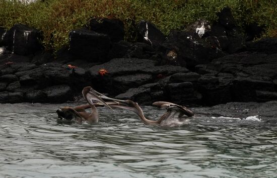 Sie „Schnäbeln“