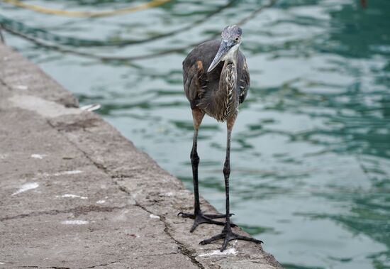 Ein langbeiniger Vogel