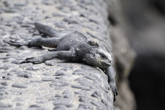 Der liegt am Poolrand-